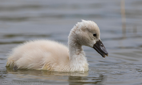 Mute swan cygnet, Jamaica Bay NY
