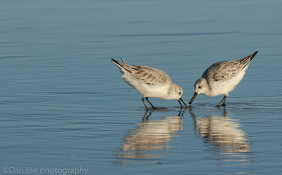 Sanderlings feeding in surf zone, Jones Beach NY