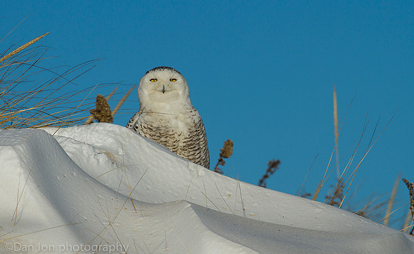 Snowy owl resting on snow, Jones Beach NY