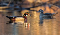 Wood duck pair on pond, Long Island NY
