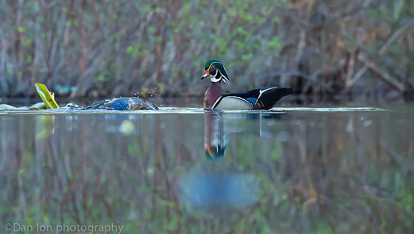 Mating wood ducks, pond, Long Island NY