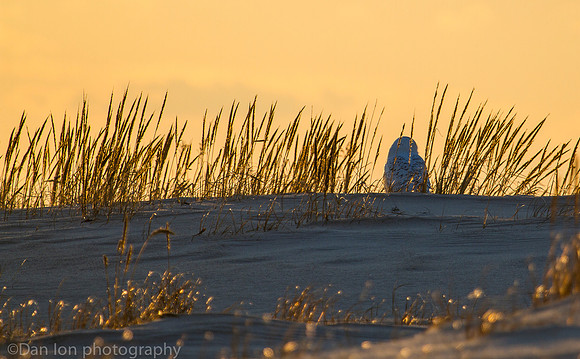 Snowy owl resting on snow at sunset, Jones beach NY