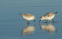 Sanderlings feeding in surf zone, Jones Beach NY