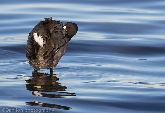 American coot, Jamaica Bay NY