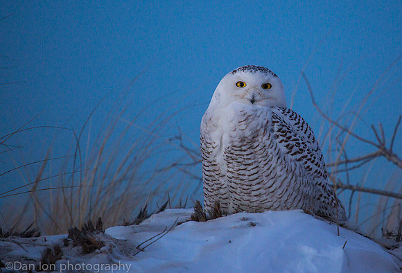Snowy owl resting on snow, Jones Beach NY