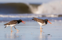 American oystercatchers mating, Nickerson Beach NY
