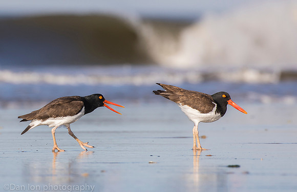 American oystercatchers mating, Nickerson Beach NY