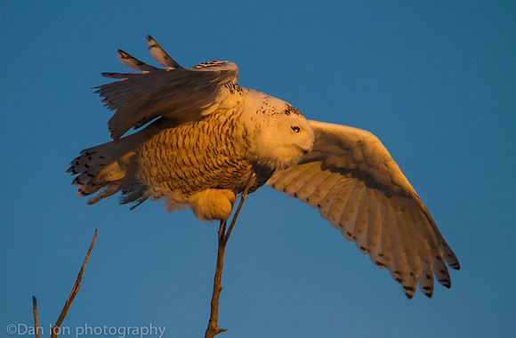 Snowy owl in treetop searching for pray, Jones Beach NY