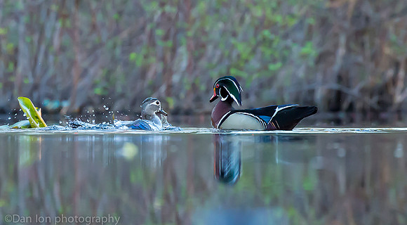 Mating wood ducks, pond, Long Island NY