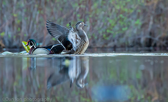Mating wood ducks, pond, Long Island NY