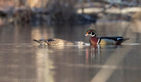 Mating wood ducks, pond, Long Island NY