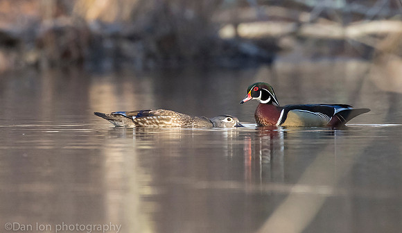 Mating wood ducks, pond, Long Island NY