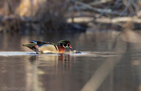 Mating wood ducks, pond, Long Island NY