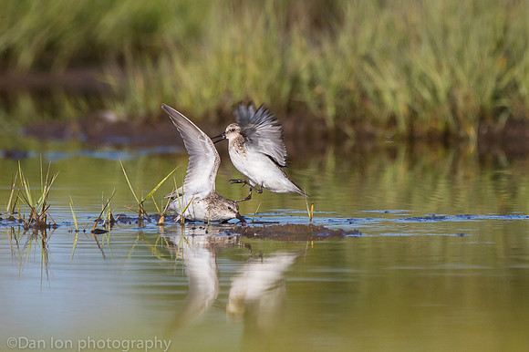 Semipalmated sandpipers fighting over catch on marsh, Long Island NY