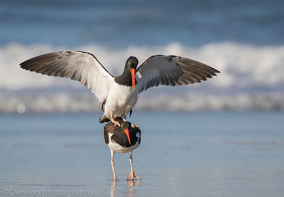 American oystercatchers mating, Nickerson Beach NY