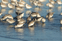 Sanderlings feeding in surf zone, Jones Beach NY