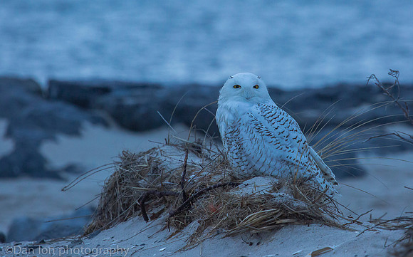 Snowy owl resting on beach, Jones Beach NY