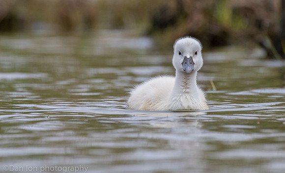 Mute swan cygnet, Jamaica Bay NY