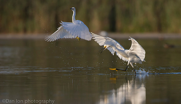 Aggressive snowy egret chasing competitor, Jamaica Bay NY
