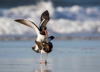 American oystercatchers mating, Nickerson Beach NY