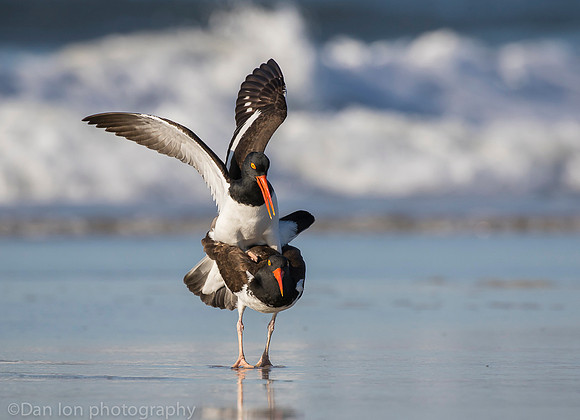 American oystercatchers mating, Nickerson Beach NY