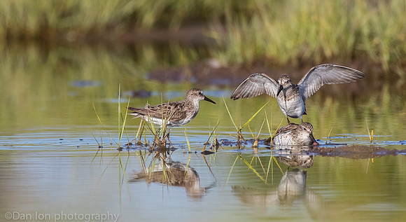 Semipalmated sandpipers fighting over catch on marsh, Long Island NY