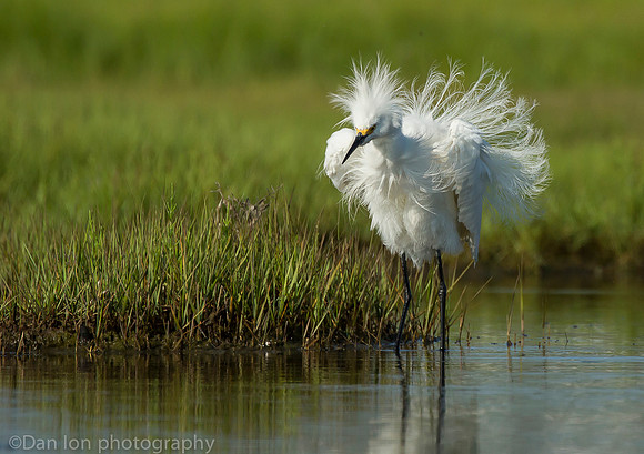 Snowy egret ruffling feathers, Long Island NY