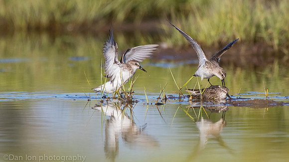 Semipalmated sandpipers fighting over catch on marsh, Long Island NY