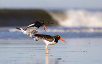 American oystercatchers mating, Nickerson Beach NY