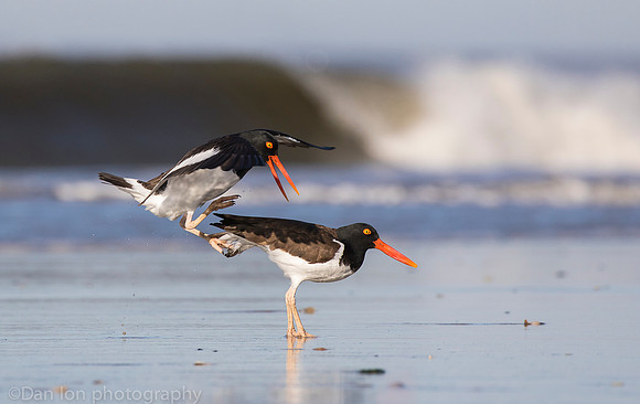 American oystercatchers mating, Nickerson Beach NY