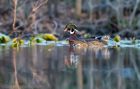 Mating wood ducks, pond, Long Island NY