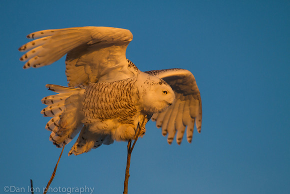 Snowy owl in treetop searching for pray, Jones Beach NY