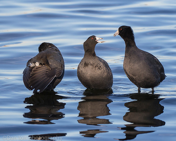 American coots, Jamaica Bay NY
