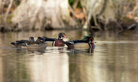 Wood ducks on pond, Long Island NY