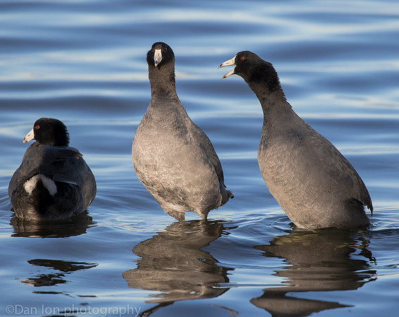 American coots, Jamaica Bay NY