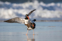 American oystercatchers mating, Nickerson Beach NY