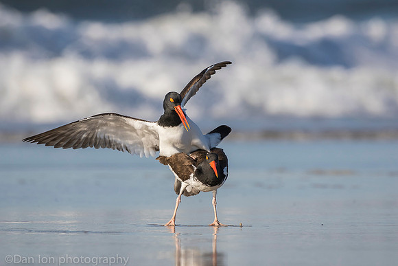 American oystercatchers mating, Nickerson Beach NY