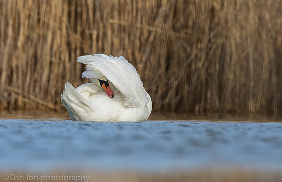 Mute swan preening, Jamaica Bay NY