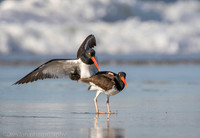 American oystercatchers mating, Nickerson Beach NY