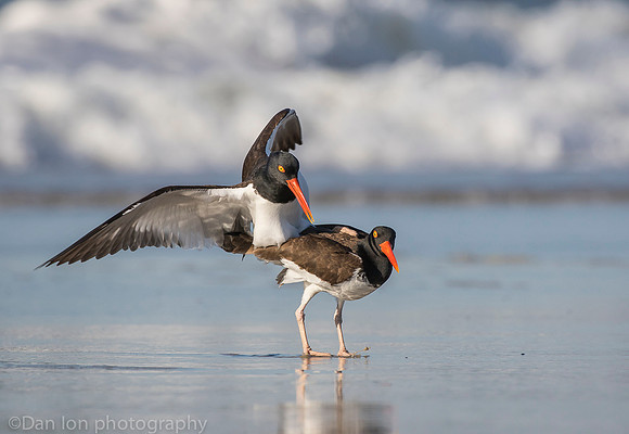 American oystercatchers mating, Nickerson Beach NY