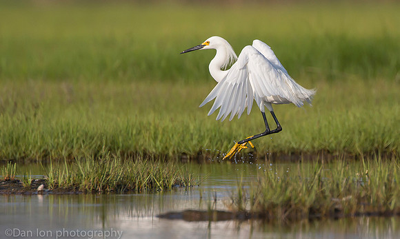 Snowy egret feeding frenzy on marsh, Long Island NY