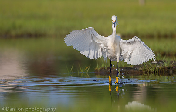Snowy egret feeding frenzy on marsh, Long Island NY