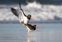 American oystercatchers mating, Nickerson Beach NY