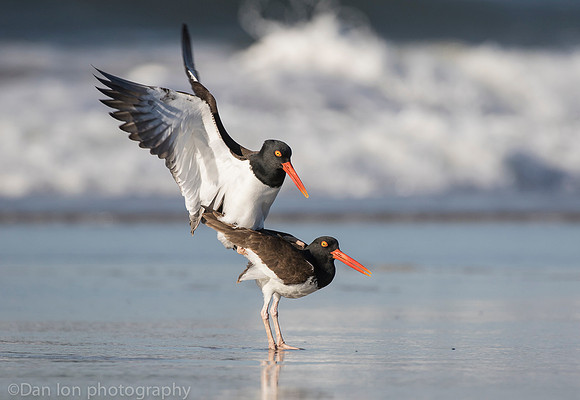 American oystercatchers mating, Nickerson Beach NY