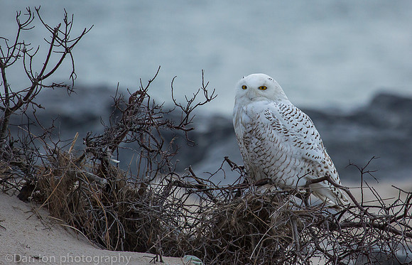 Snowy owl resting on beach, Jones Beach NY