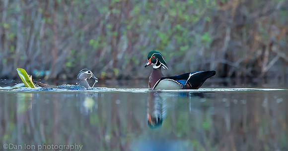 Mating wood ducks, pond, Long Island NY