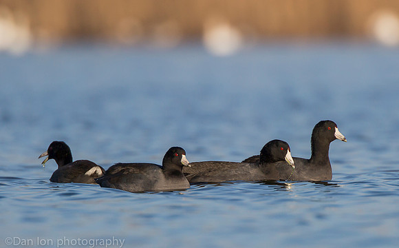 American coots, Jamaica Bay NY