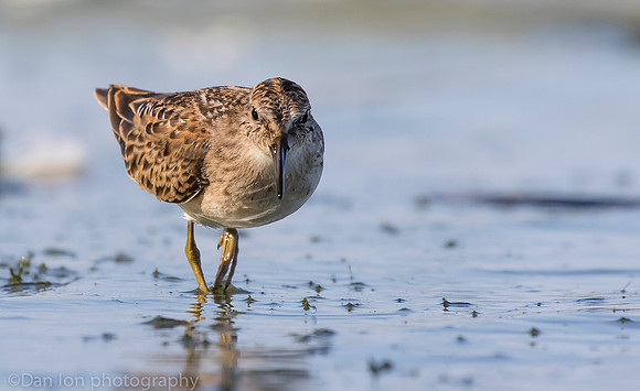 Semipalmated sandpiper feeding, Jamaica Bay NY