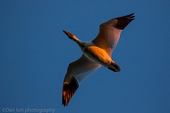 Snow Goose flying after a meal in the mud, Jamaica Bay NY