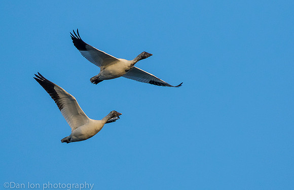 Snow Geese flying after a meal in the mud, Jamaica Bay NY